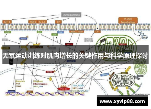 无氧运动训练对肌肉增长的关键作用与科学原理探讨